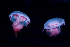 暑いので水族館へ 12