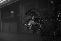 オールドレンズでお散歩　22