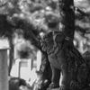 獅子