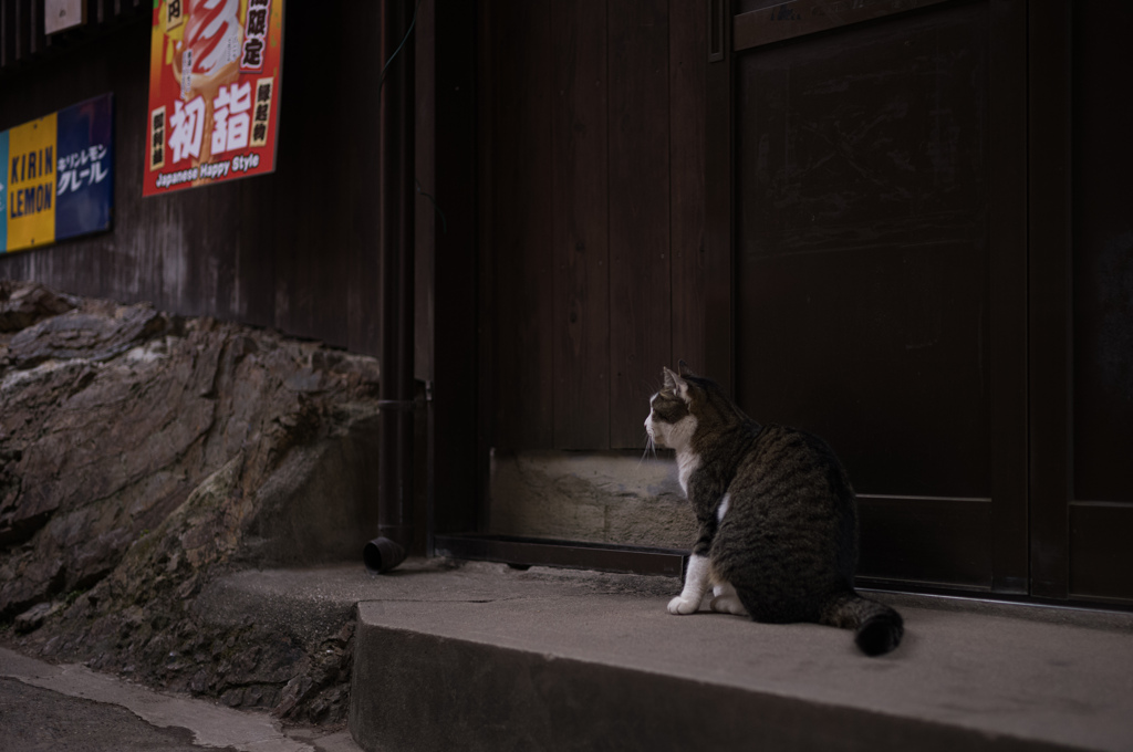 伏見稲荷の猫　4