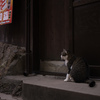 伏見稲荷の猫　4