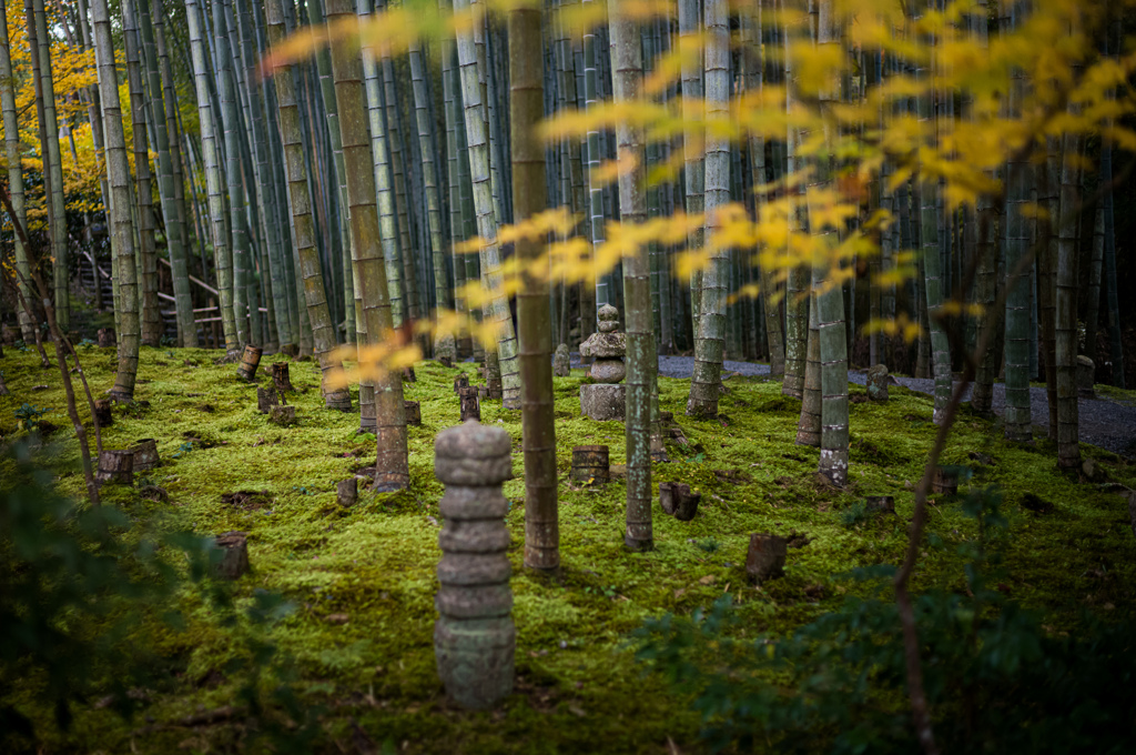 圓光寺　紅葉　10