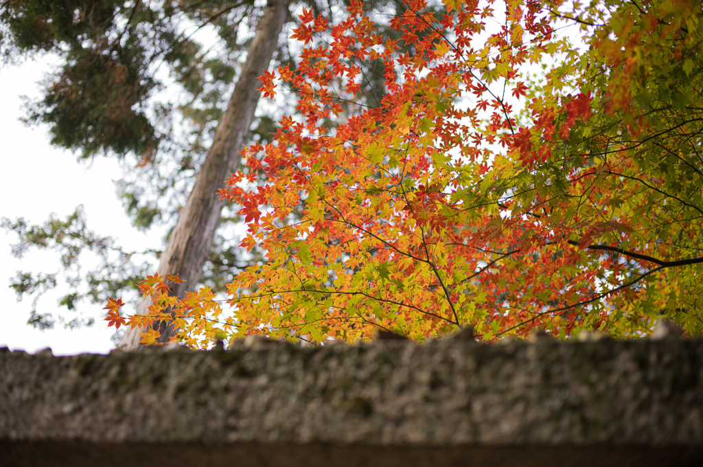 圓光寺　紅葉　17