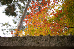 圓光寺　紅葉　17