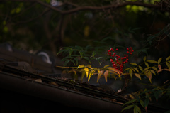 京都嵯峨の風景　6