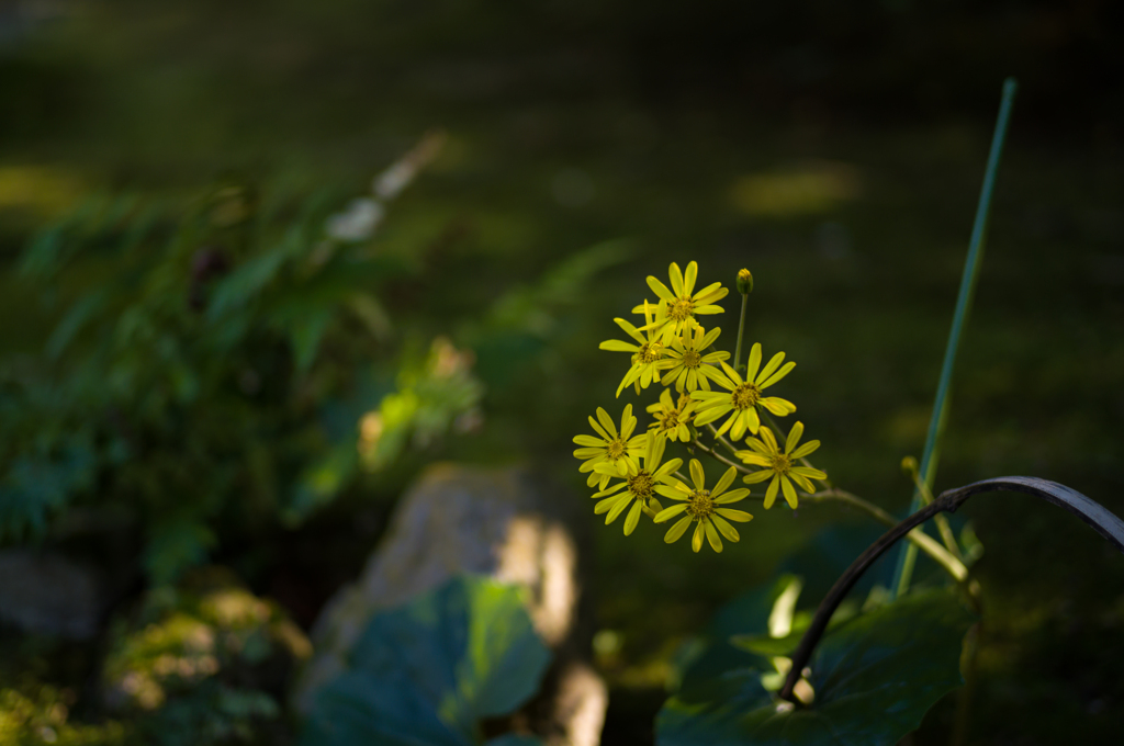 奈良吉城園　11