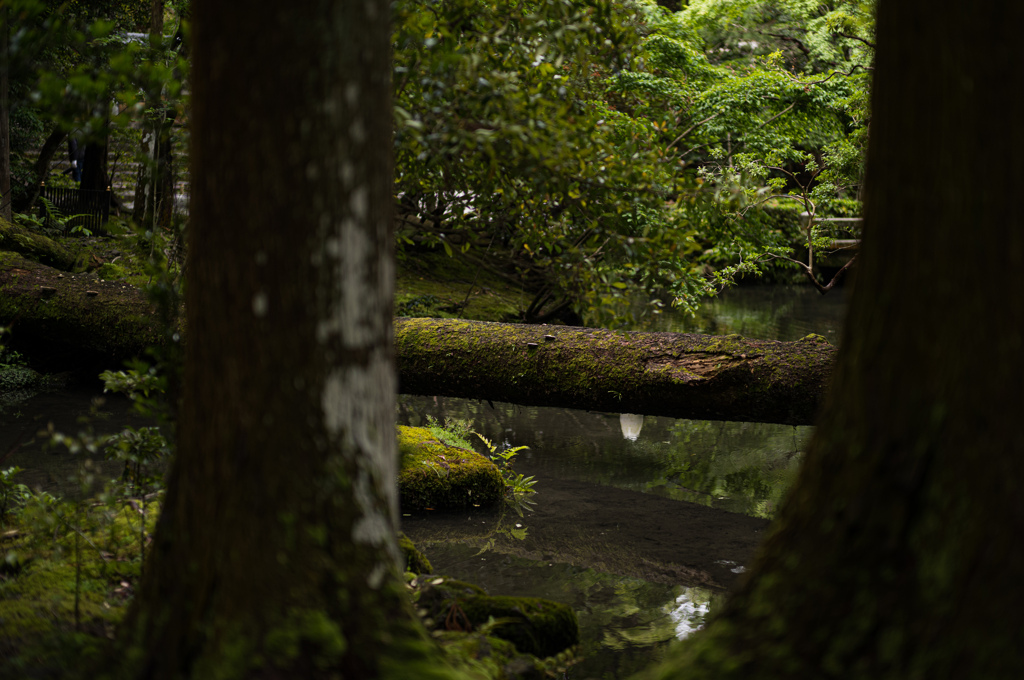 法然院　5