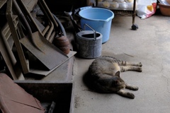 あ…逃げないね