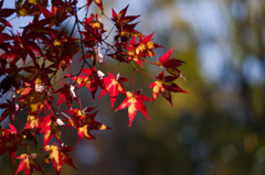 京都嵯峨の紅葉　2