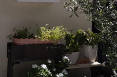 店先のガーデニング