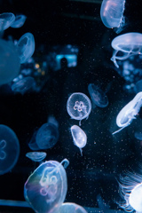 暑いので水族館へ　3