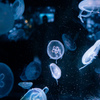 暑いので水族館へ　3