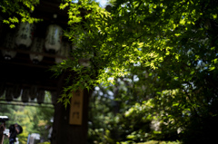 高台寺の青もみじ