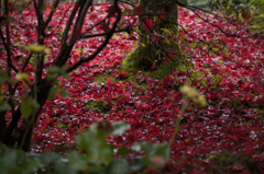 京都天龍寺　紅葉3