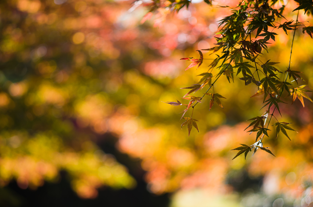 京都嵯峨の紅葉　1