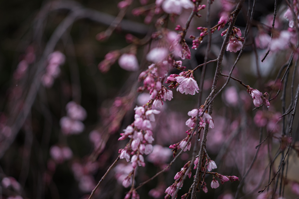 京桜　2