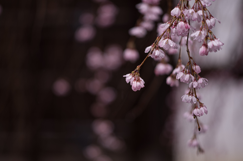 桜の雫