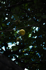 上を見上げてごらん