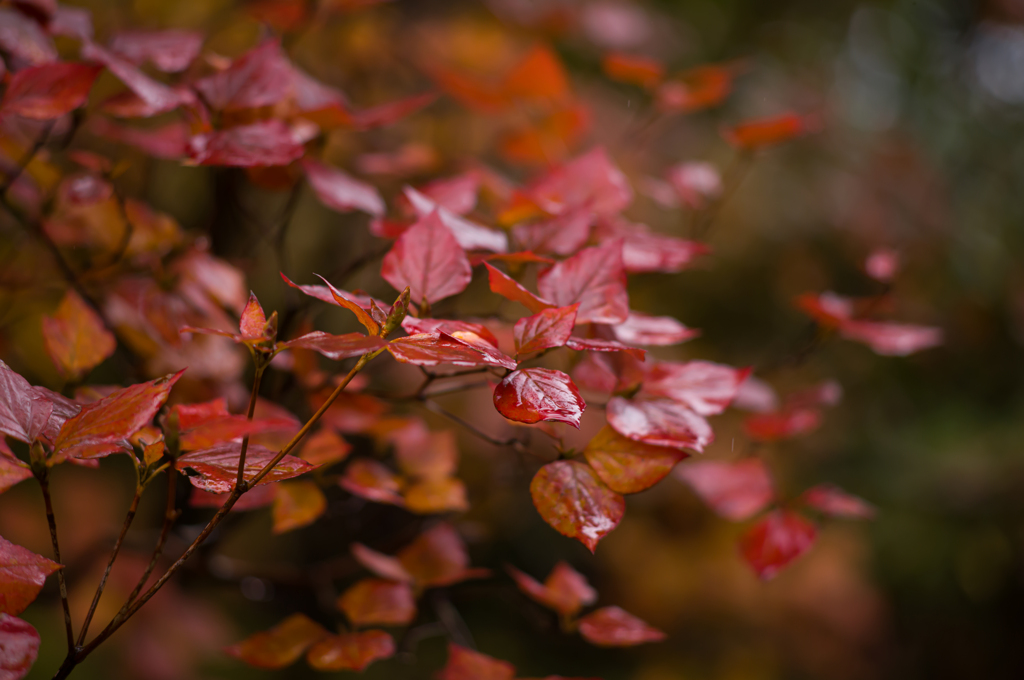 京都天龍寺　紅葉7