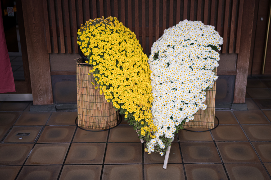 菊ハート