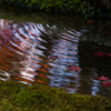 京都天授庵　紅葉7
