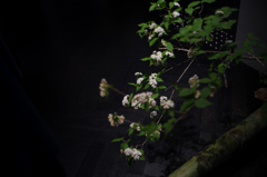 脇の花