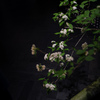 脇の花