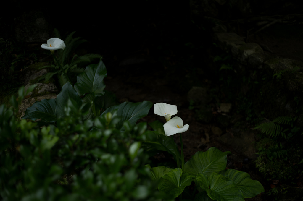 大原　三輪の花
