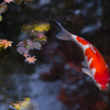 京都天授庵　紅葉と鯉8