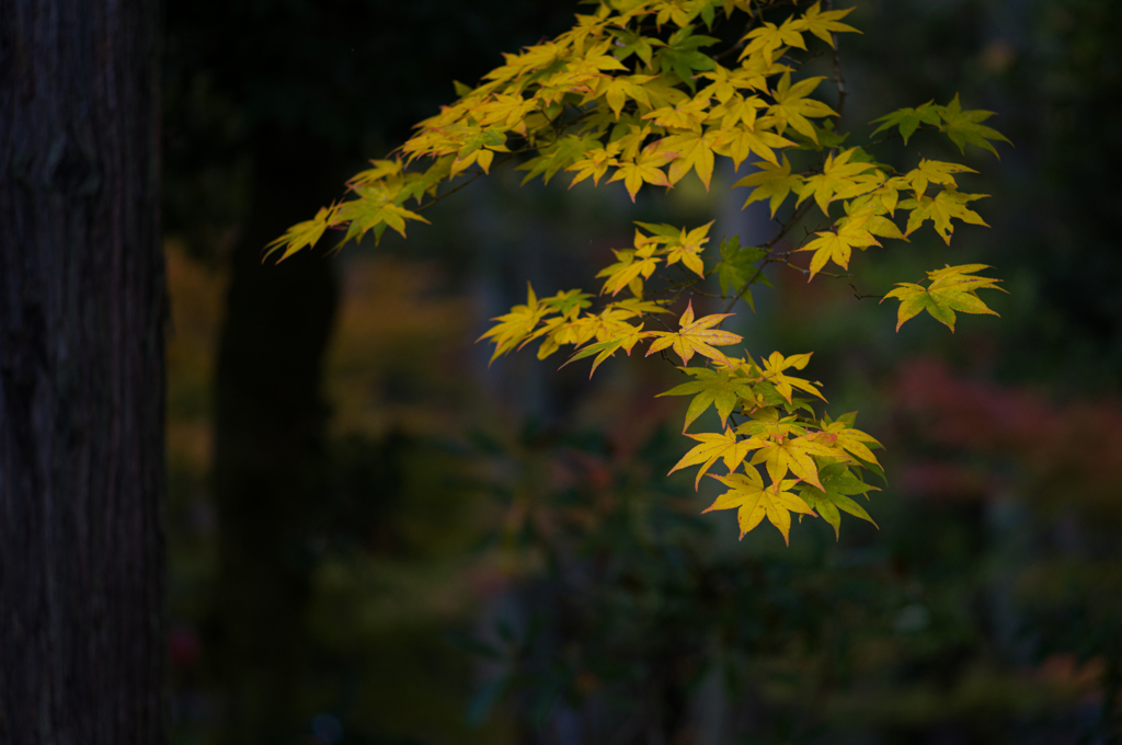 京都南禅寺　紅葉9