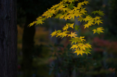 京都南禅寺　紅葉9
