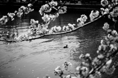 優雅に気ままに