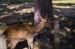 奈良鹿　3