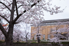 京セラ美術館の桜