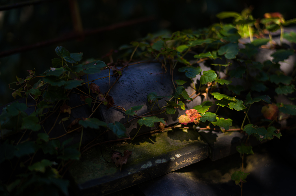 奈良吉城園　20