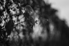 雫
