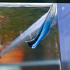 暑いので水族館へ 11