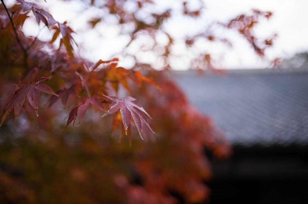 圓光寺　紅葉　6