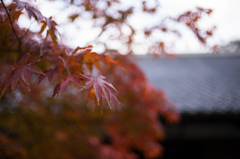圓光寺　紅葉　6