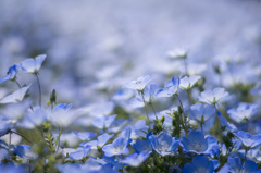 春の花達　5