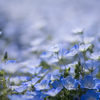 春の花達　5