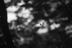 蜘蛛の巣