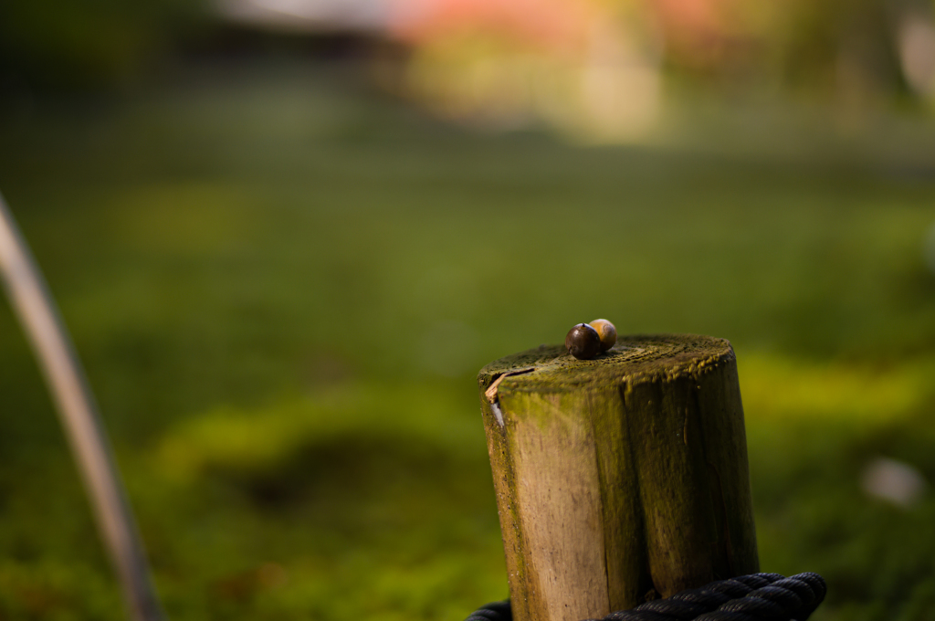 奈良吉城園　25