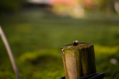 奈良吉城園　25