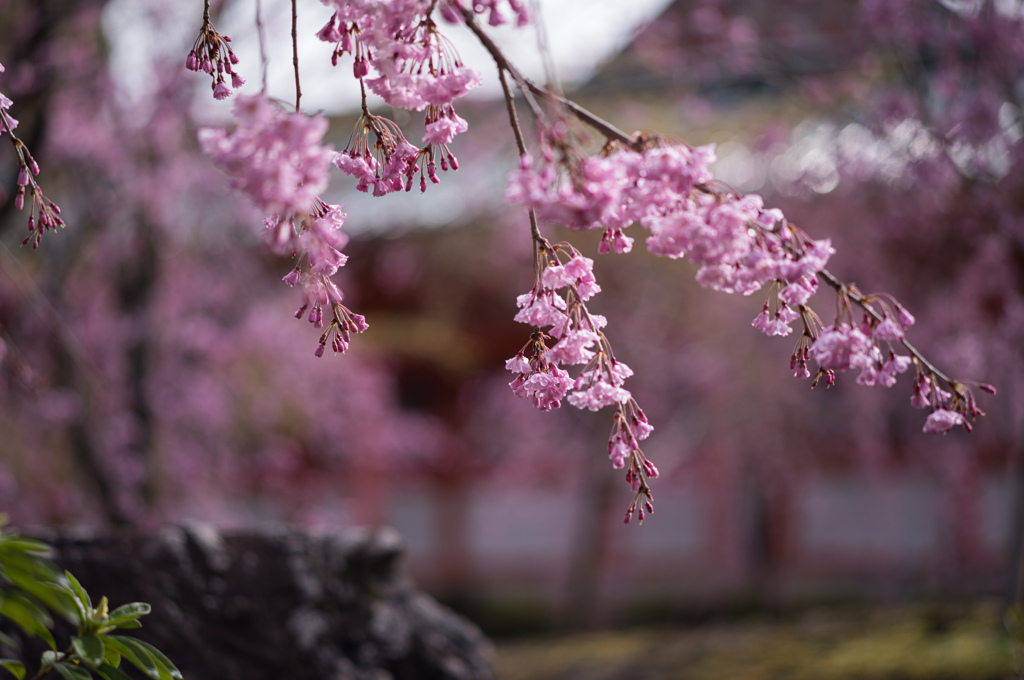 平安神宮の桜　3