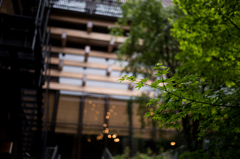 雨の緑　1