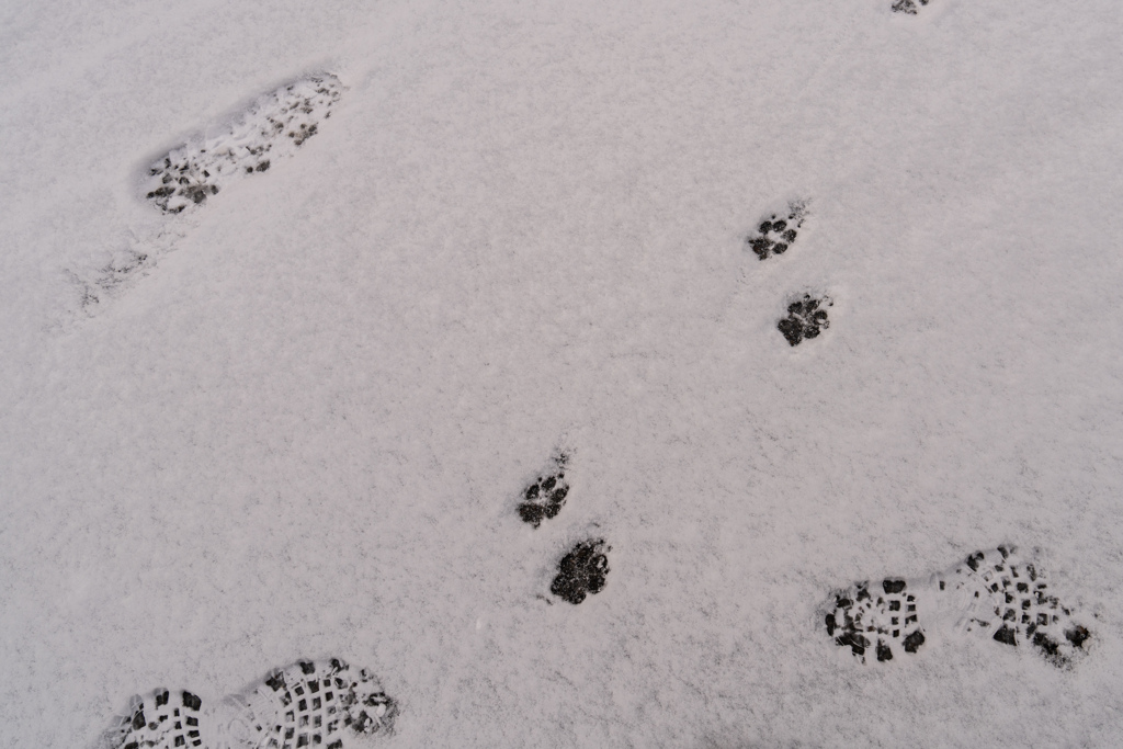 雪のお散歩
