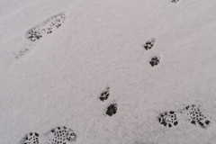 雪のお散歩