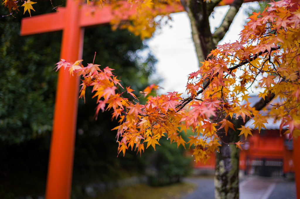 京都天龍寺　紅葉11