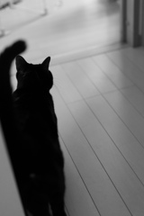 今日のニャンコ